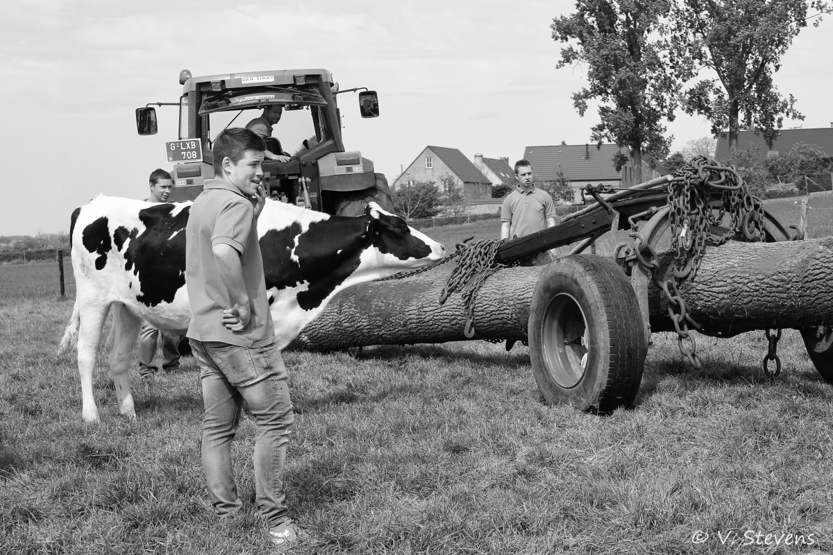 2017 - Silly plantation du mai - 30-04-2017 - V.Stevens - 174