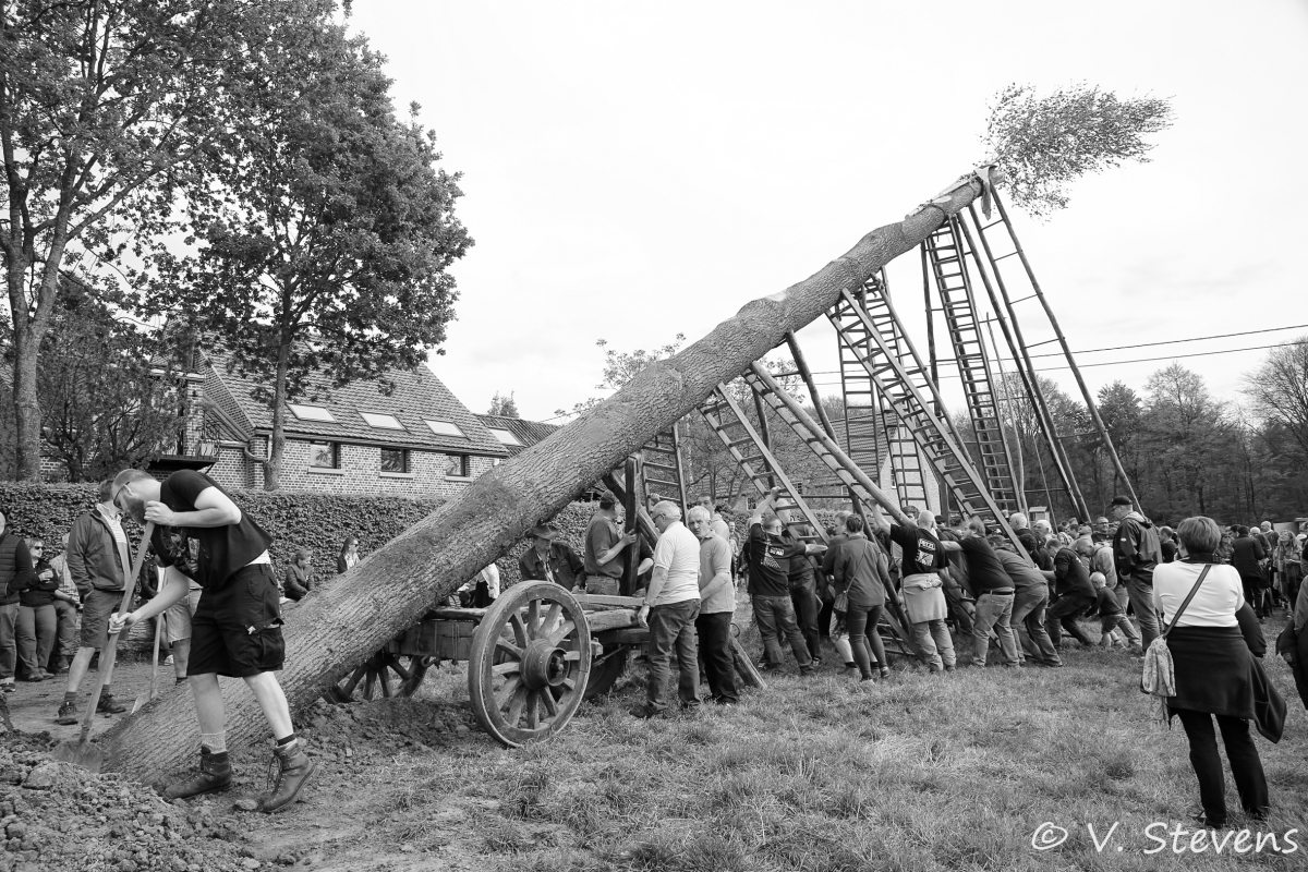 2017 - Silly plantation du mai - 30-04-2017 - V.Stevens - 324