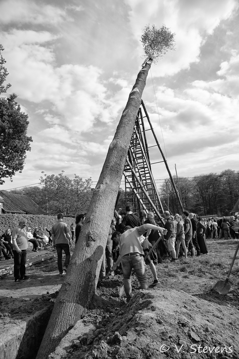 2017 - Silly plantation du mai - 30-04-2017 - V.Stevens - 380