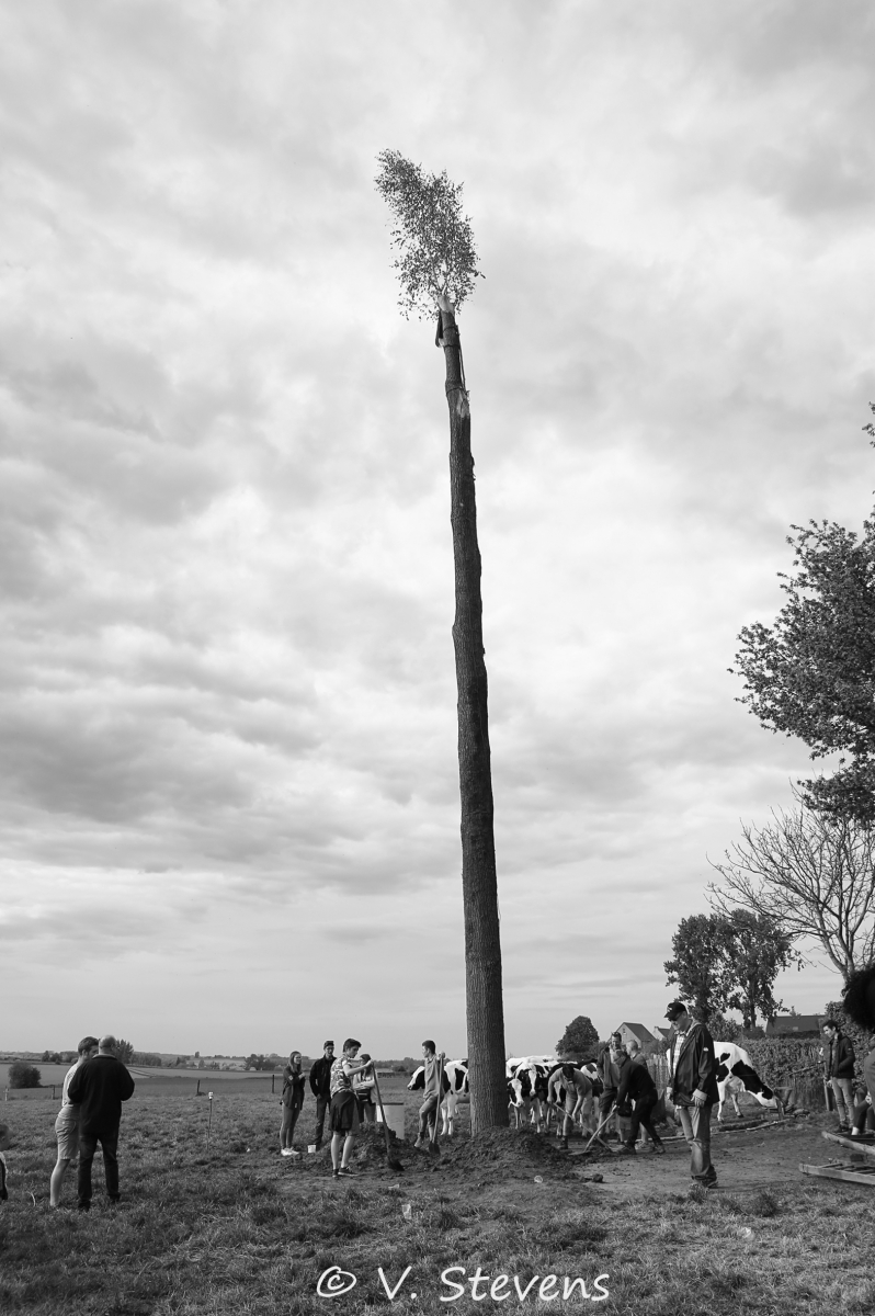 2017 - Silly plantation du mai - 30-04-2017 - V.Stevens - 449